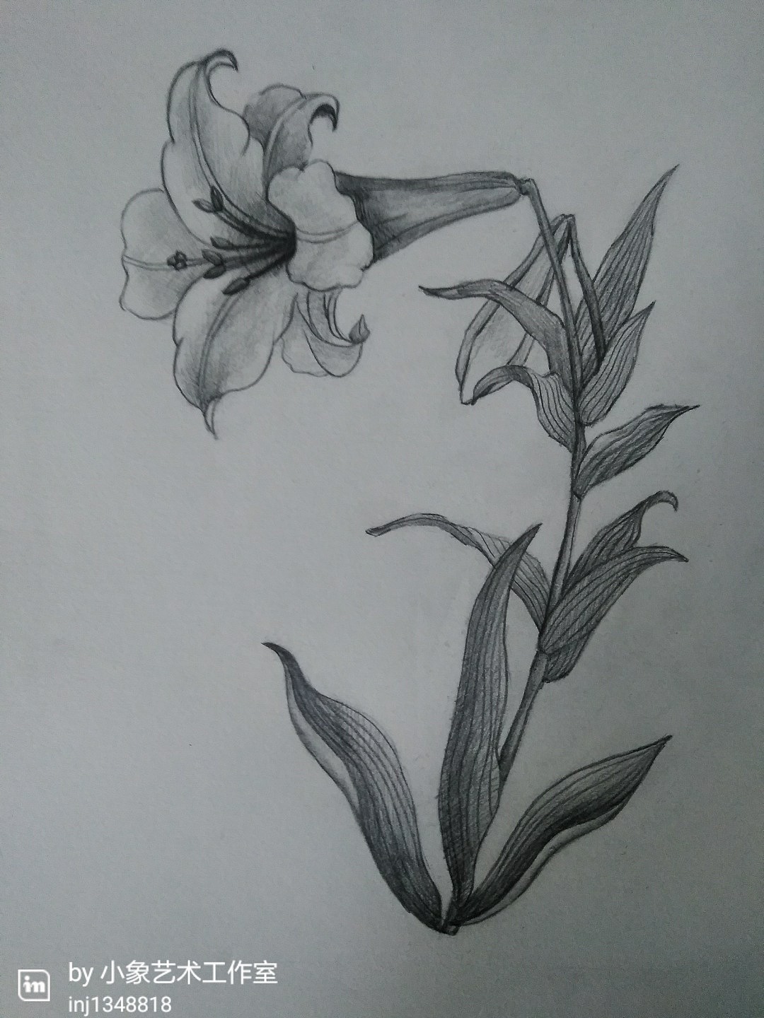 装饰素描《百合》