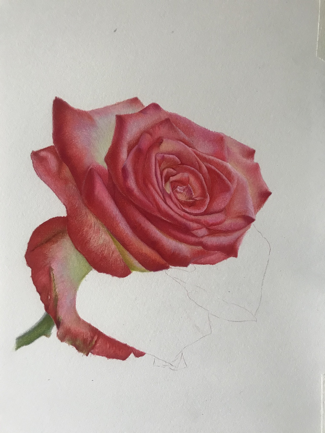 庸俗的大玫瑰！就是俗！（图ZMjY0OTQ4MDA4） - 绘画 - 站酷设计师臻于至善彩铅原创素材 - 站酷ZCOOL