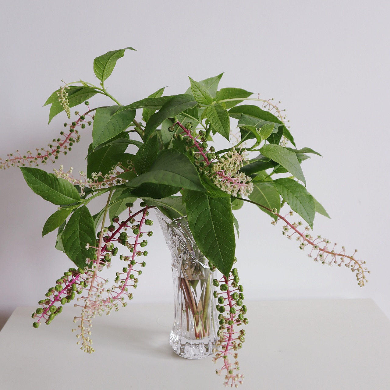 夏天的商陆很适合插花