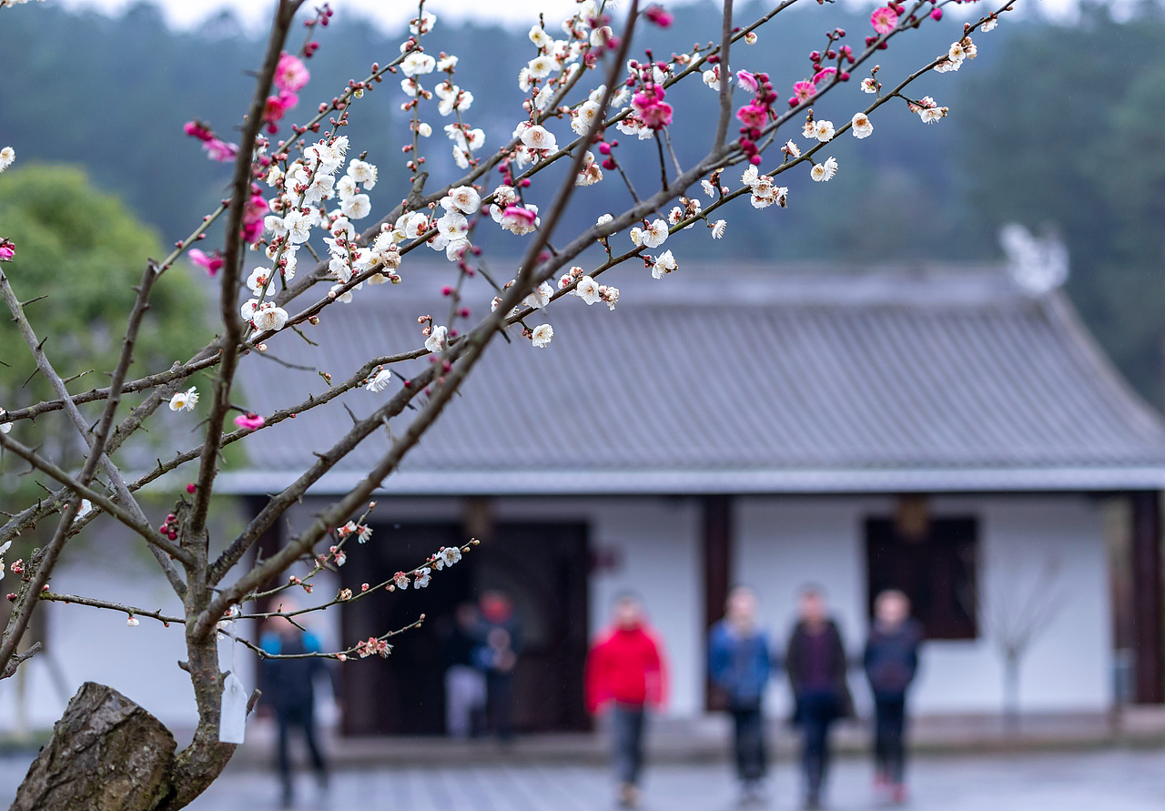 2019年1月30日,游客在重庆市南川区生态大观园梅花园里寻梅迎春。