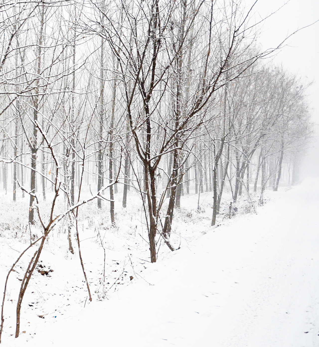 2015，邯鄲，第一場雪（圖ZMjQzMjQzMjQ=） - 風光攝影 - 站酷設計師中仁原創(chuàng)素材 - 站酷ZCOOL