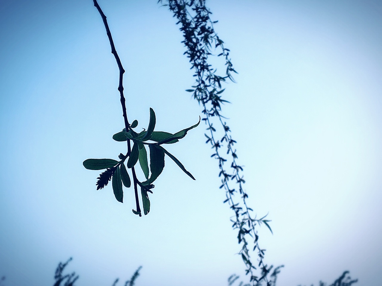 春天怎么能少了柳