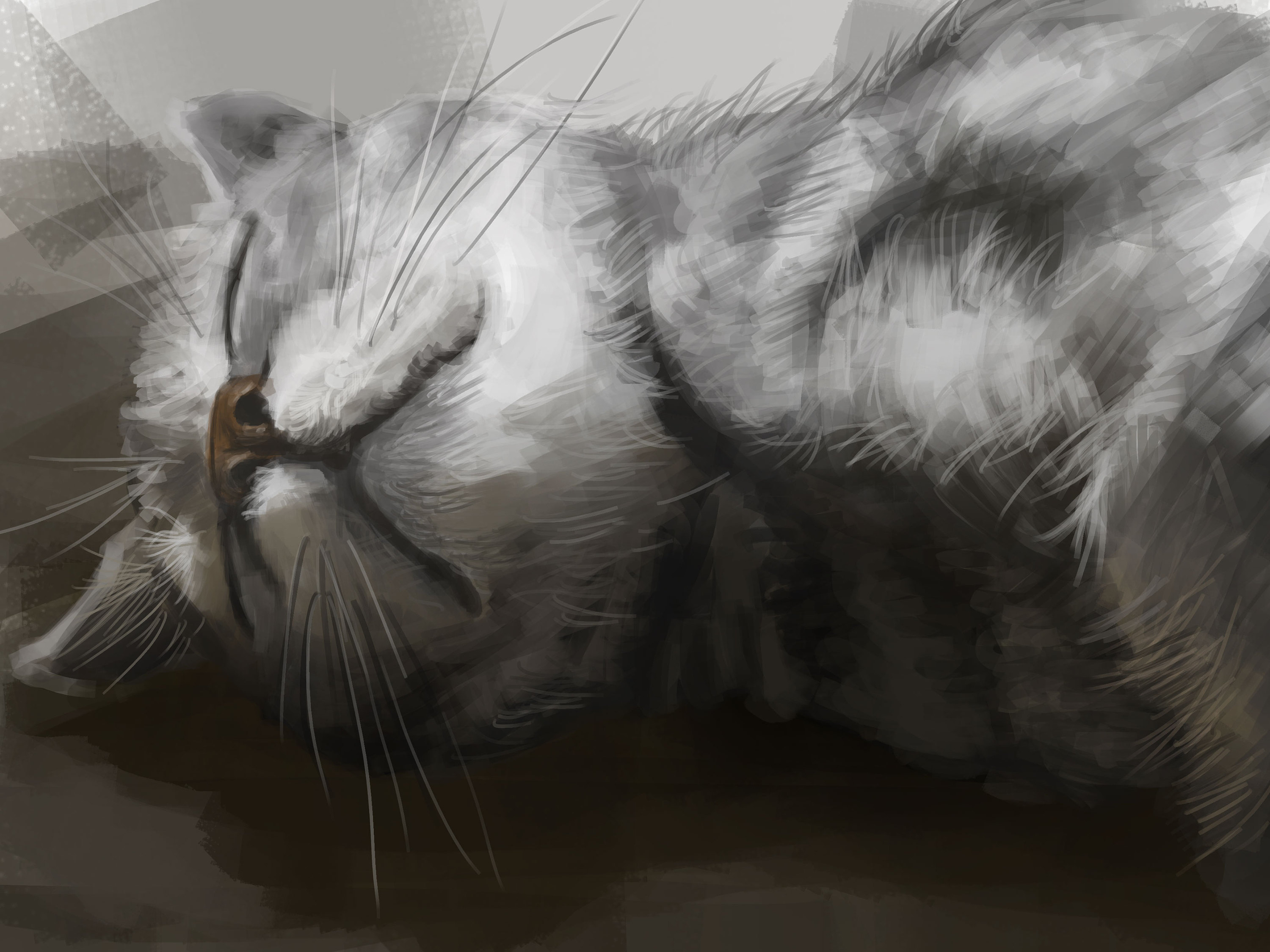 我的猫|插画|游戏原画|无双的瓶子 - 原创作品 - 站酷 (zcool)