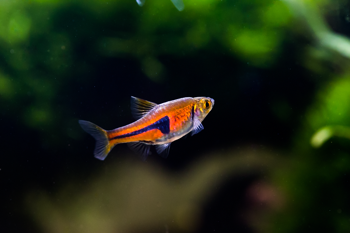 水草缸（图ZODM3MDUyOTY=） - 其他 - 站酷设计师野蛮驴友原创素材 - 站酷ZCOOL