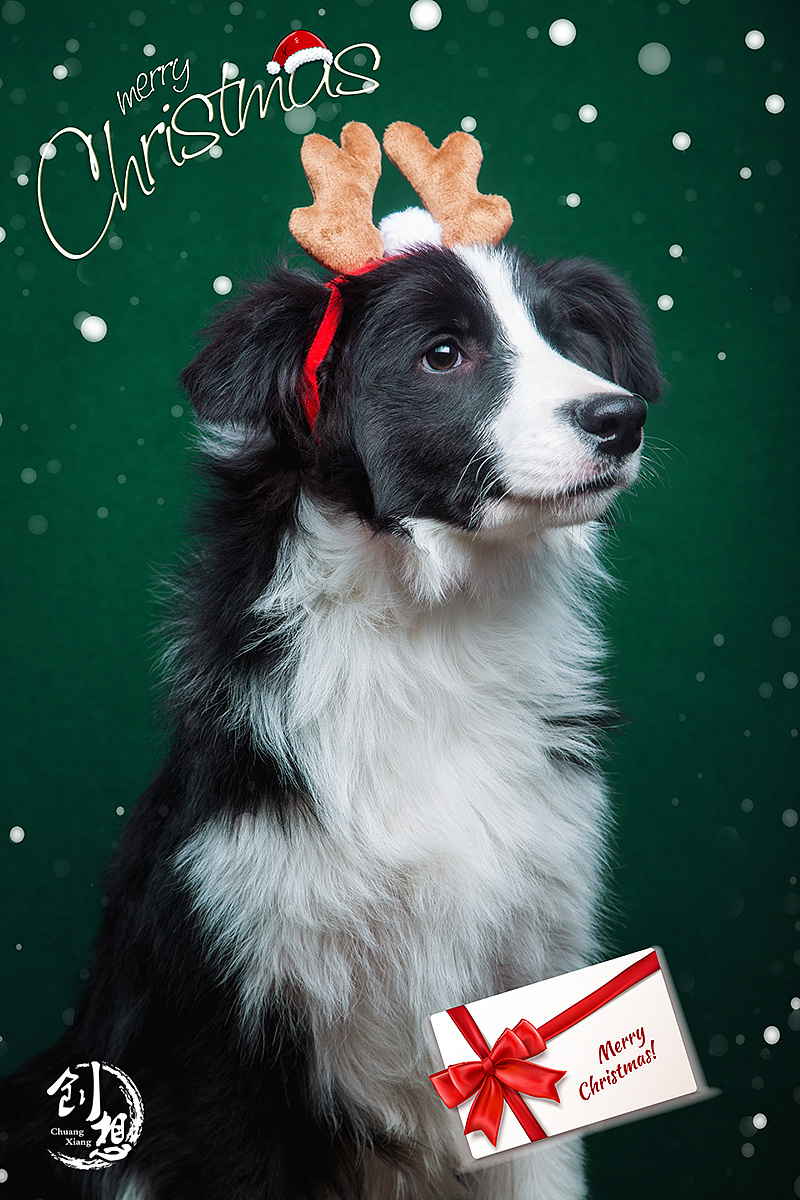 圣诞|摄影|宠物摄影|创想影堂 - 原创作品 - 站酷 (zcool)