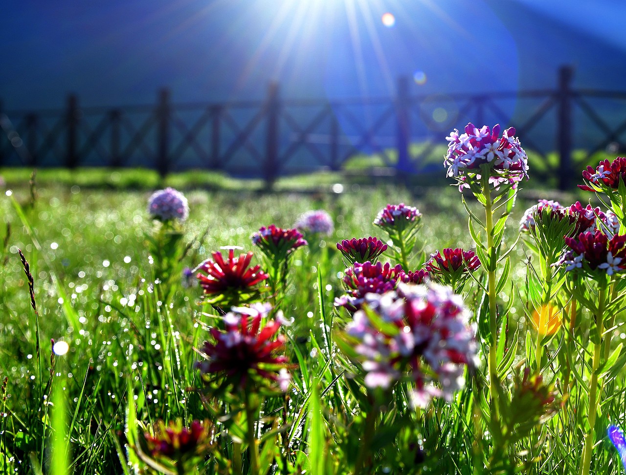 祁连山下最美的牧场