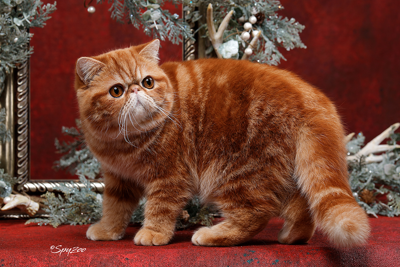 從聖誕拍到春節一個月中的貓賽拍攝（图ZMTkzODE5MjU2） - 宠物摄影 - 站酷设计师spyzoo原创素材 - 站酷ZCOOL