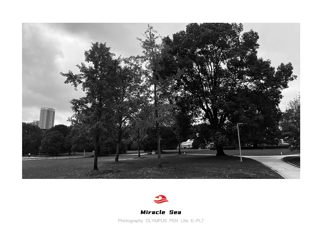 【 Miracle Sea 】武大公园随拍 #黑白照片