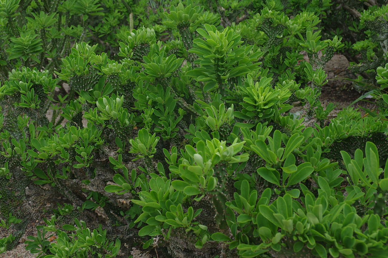 户外摄影--厦门摄影（鼓浪屿、植物园）（图ZNTc4Mzc4ODQ=） - 环境/建筑摄影 - 站酷设计师今天能喝咖啡了吗原创素材 - 站酷ZCOOL