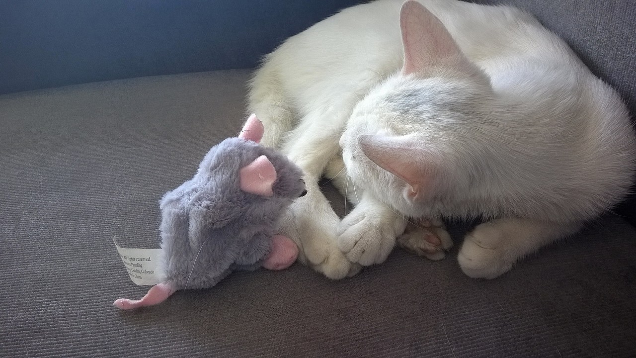 高冷喵~糖糖（图ZMjU1Mzk2MjQ=） - 其他 - 站酷设计师Banana大王原创素材 - 站酷ZCOOL