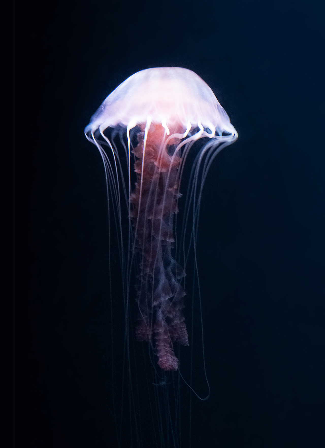 拍摄的一组水母