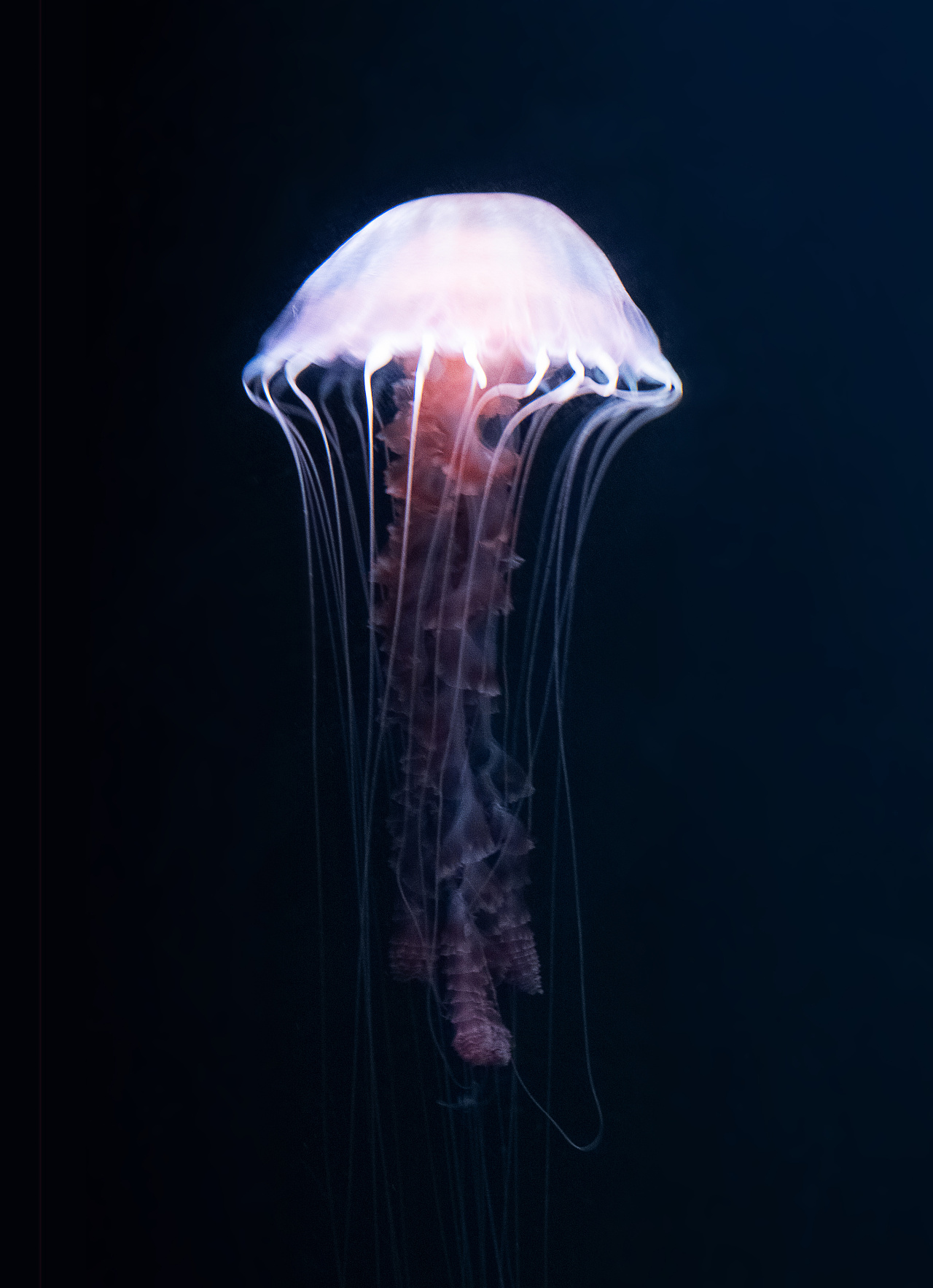 拍摄的一组水母|摄影|其他摄影|没有灰尘的眼睛 - 原创作品 - 站酷