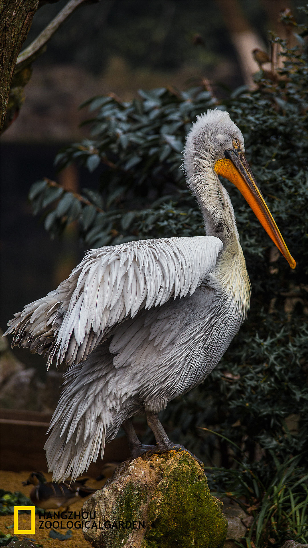 冬日野兽派 —— 杭州动物园侧写