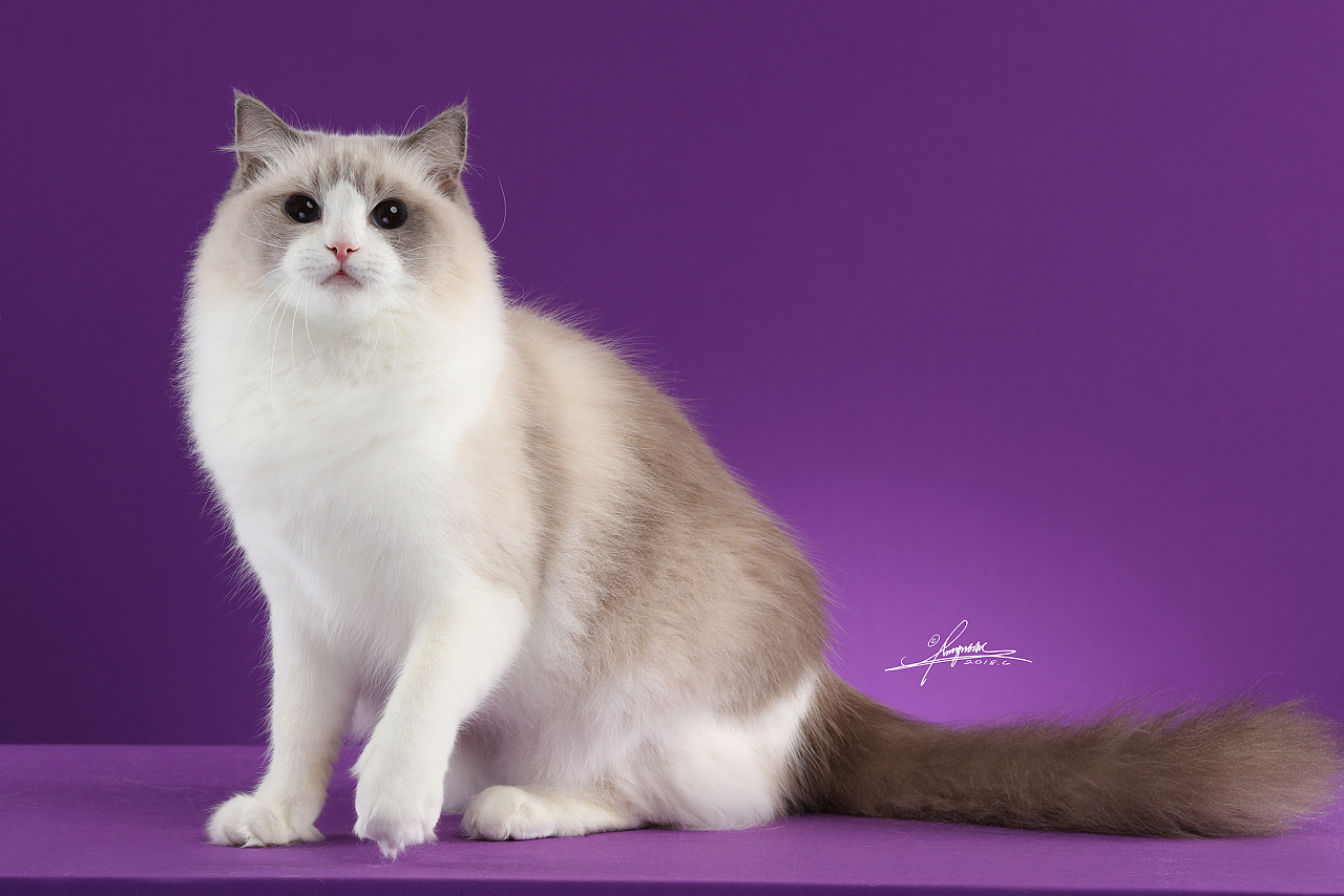 布偶猫|摄影|宠物摄影|amyworks赛猫摄影 - 原创作品 - 站酷 (zcool)