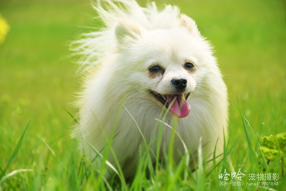 皮蛋~苏州阳澄湖边【哈哈宠物摄影】（图ZNDUzNDUyMDA=） - 宠物摄影 - 站酷设计师韩晨1990原创素材 - 站酷ZCOOL