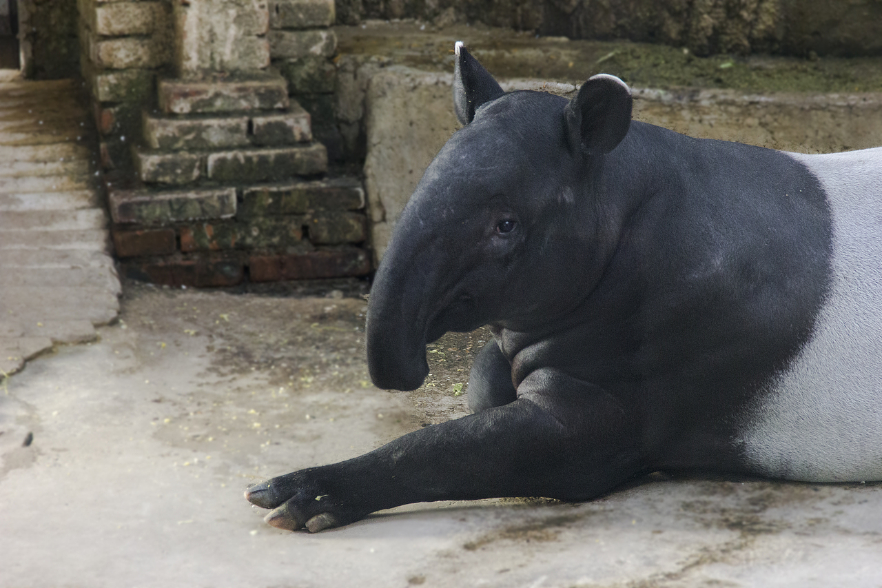动物园的动物们（图ZNTQ4NDMzOTY=） - 宠物摄影 - 站酷设计师爱喝咖啡的貘原创素材 - 站酷ZCOOL