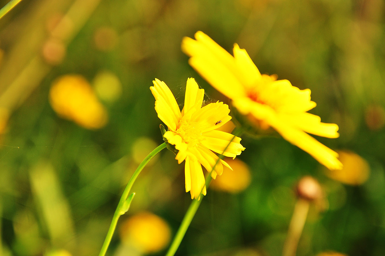 盛夏花开（图ZMTA4MjM0Mjg=） - 风光摄影 - 站酷设计师壹枚Design原创素材 - 站酷ZCOOL