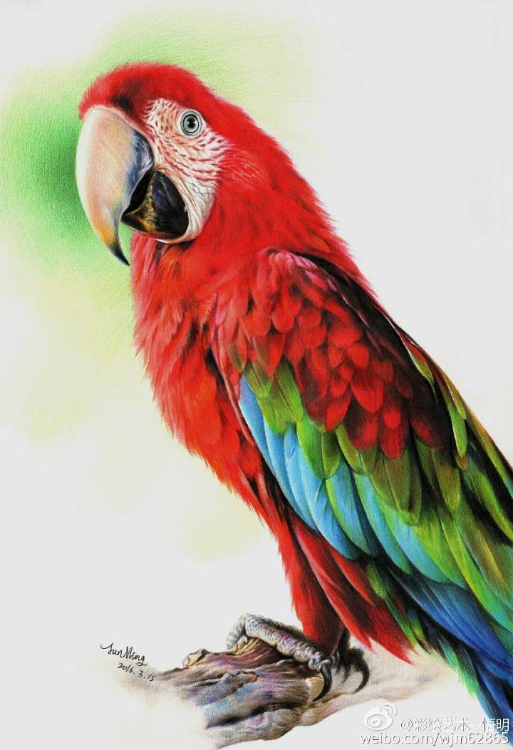 彩铅画金刚鹦鹉