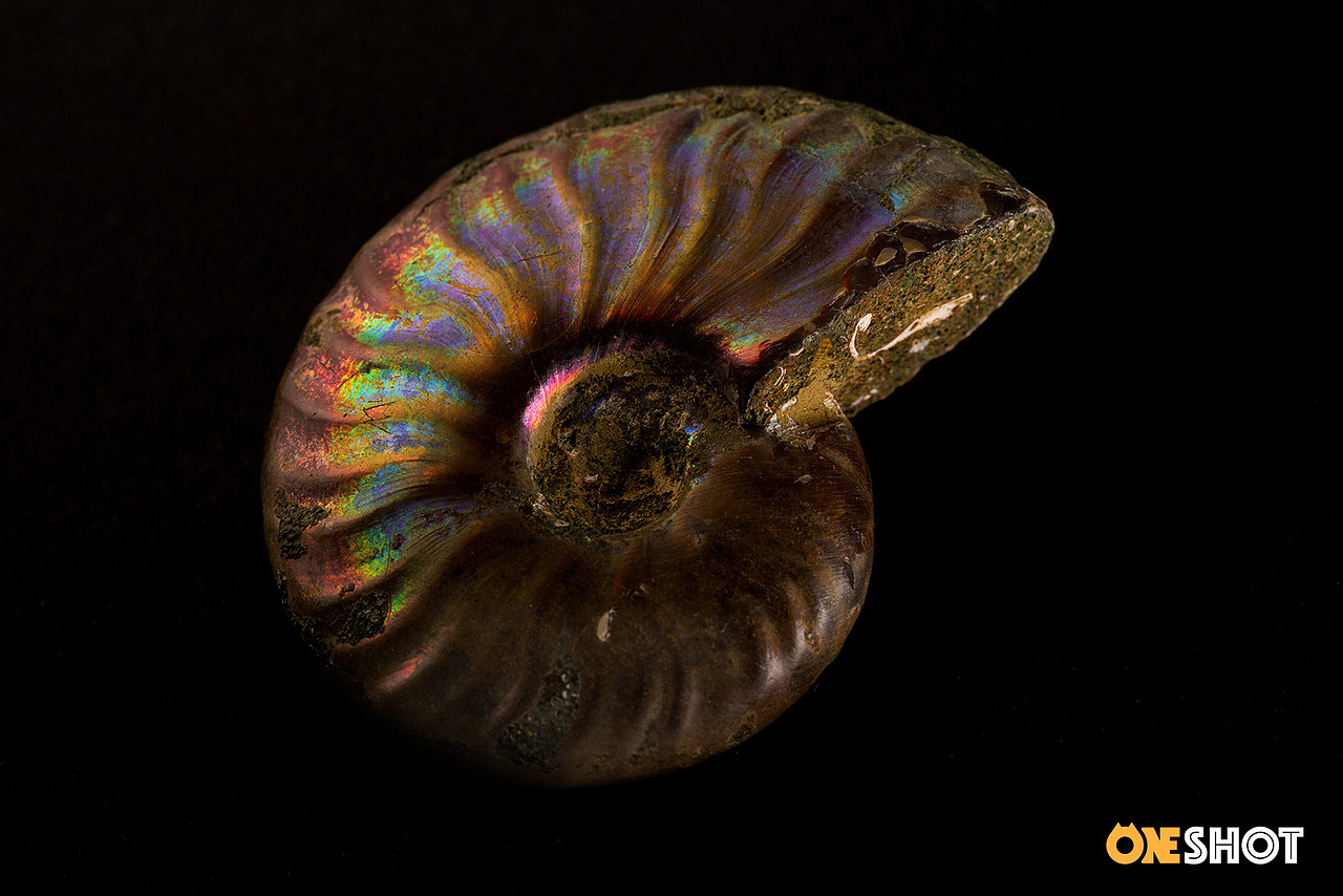 一些化石和矿石（图ZMTM4NTYzMTM2） - 产品摄影 - 站酷设计师WildKay原创素材 - 站酷ZCOOL