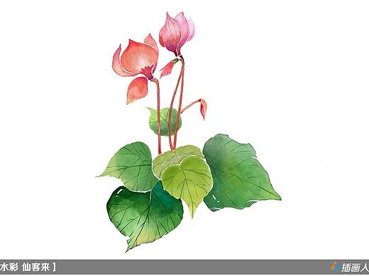 水彩插画-仙客来