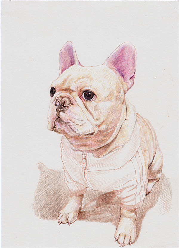 纸上彩铅--《名犬斗牛》过程随录|纯艺术|绘画|超超的青葱_原创作品