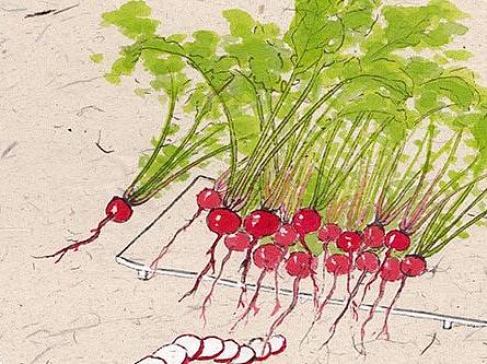 蔬菜版二十四节气  秋