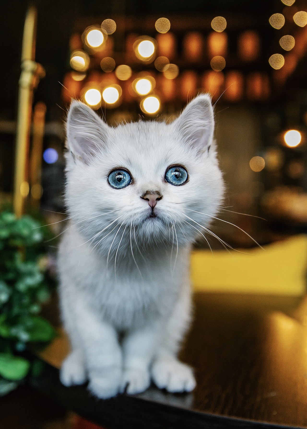 宠物摄影-可爱猫咪