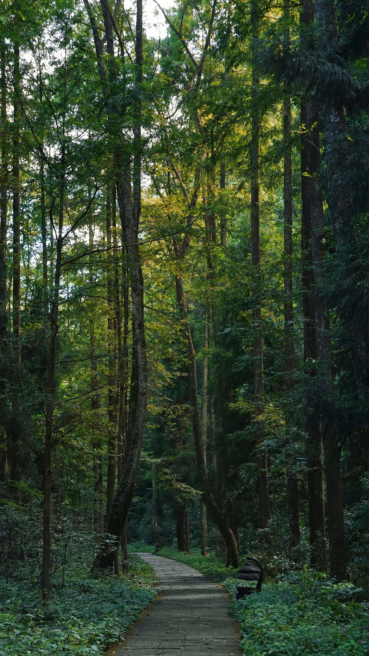 张家界金鞭溪｜自然之息（图ZMzExOTExOTQ4） - 风光摄影 - 站酷设计师燦0307原创素材 - 站酷ZCOOL