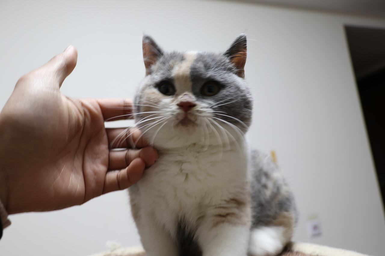 903英短三花-母-五粉 沐米猫舍  英短三花