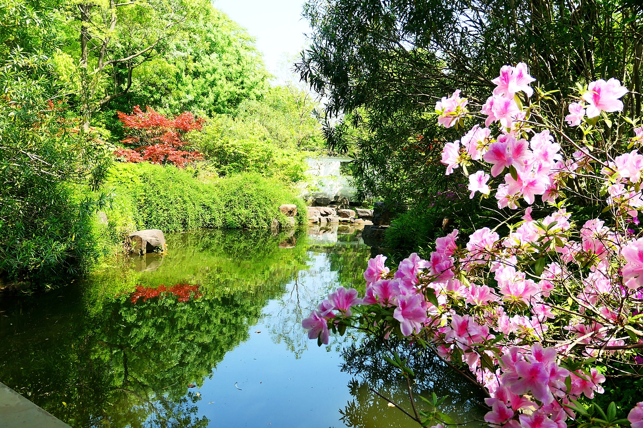 惠山古镇 | 杜鹃啼红