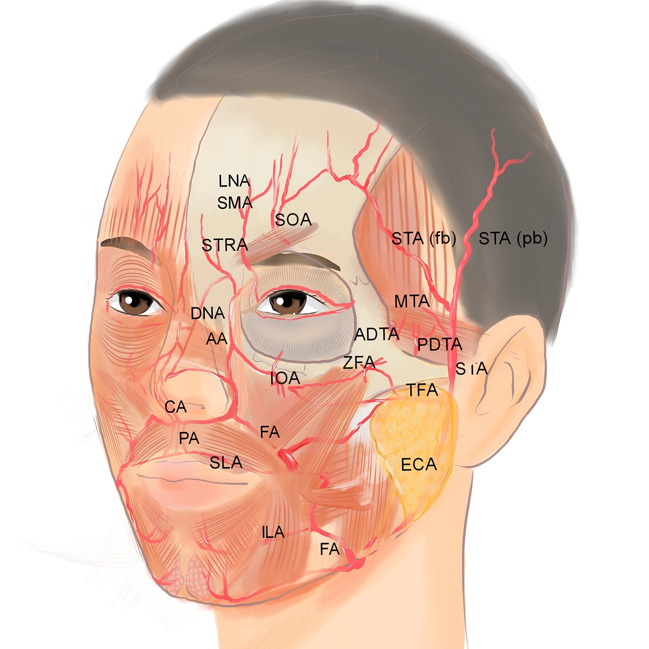 医学科普写实类（图ZMjY1NzQ2OTMy） - 商业插画 - 站酷设计师lotus娘原创素材 - 站酷ZCOOL