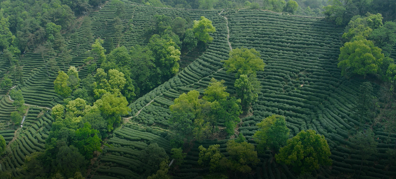 <br><br>茶园的梯田,美丽极了,美的足以让人忘记忧愁与烦恼,只为多看一会眼前的风景。