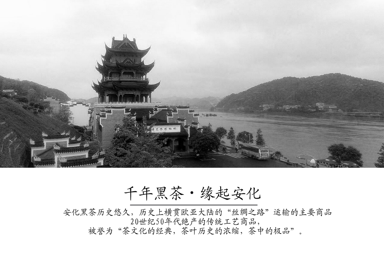 八马黑茶 | 回归 · 返璞归真