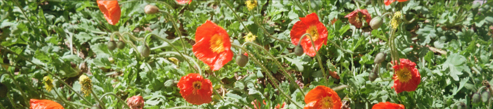 陈几言的个人主页（封面预览） - 主页封面设置 - 站酷设计师陈几言原创素材 - 站酷ZCOOL