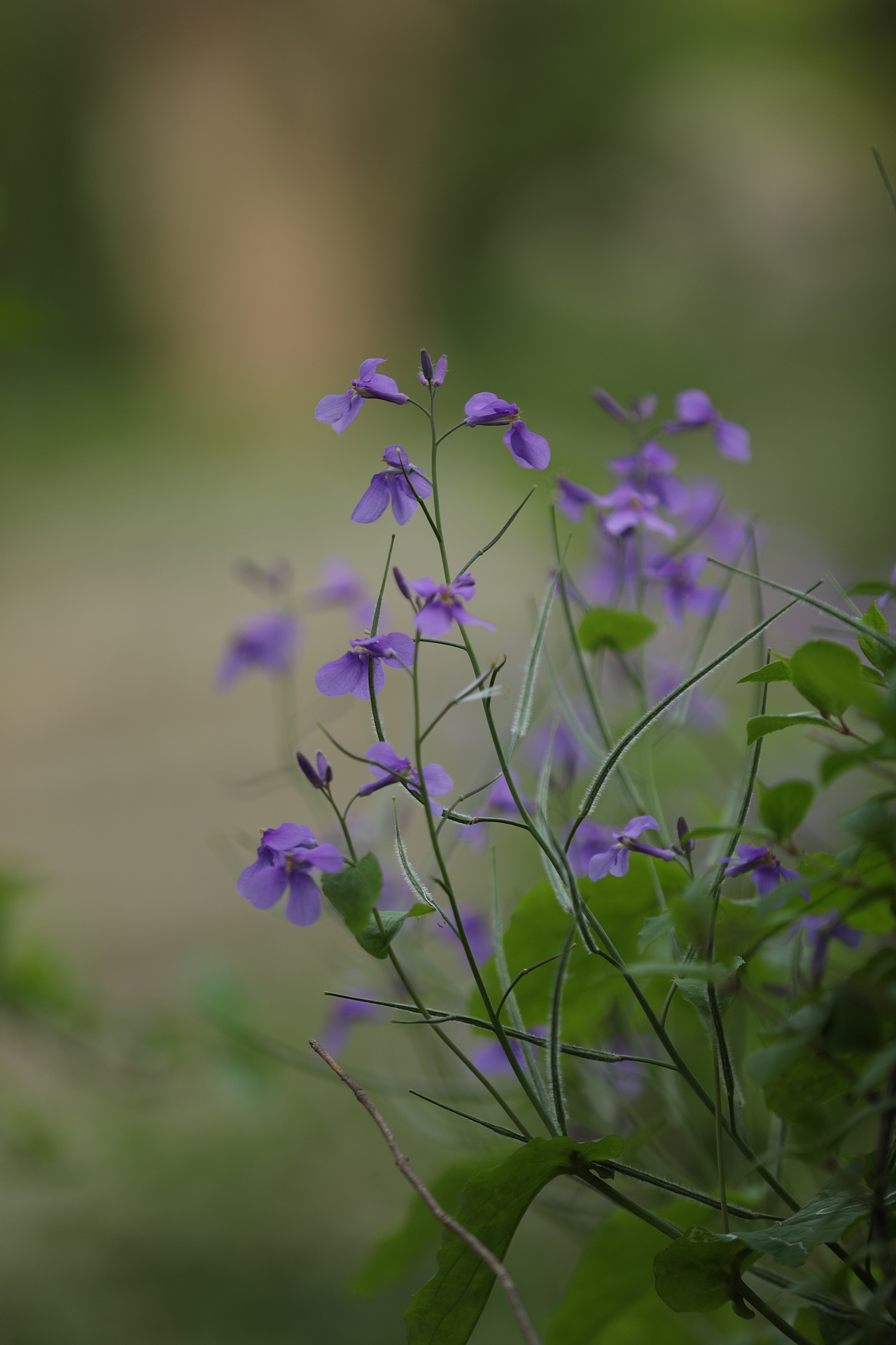 紫金草 二月兰 诸葛草|摄影|风光摄影|余凯摄影摄像师 - 原创作品