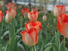 春日限定：浪漫郁金香