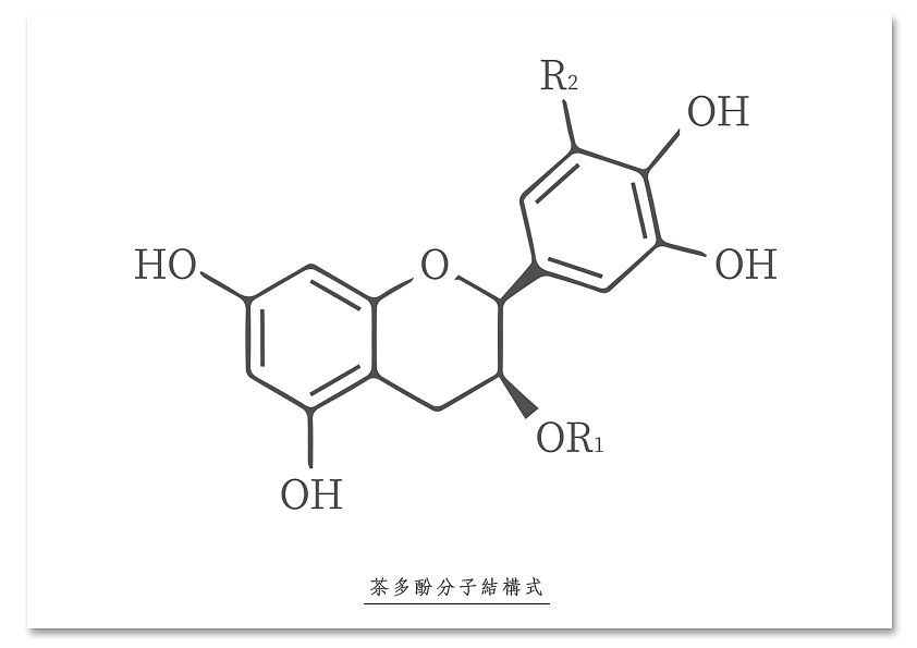 产品名称取自茶多酚的读音,所以选用茶多酚的分子结构式作为主题进行设计。
