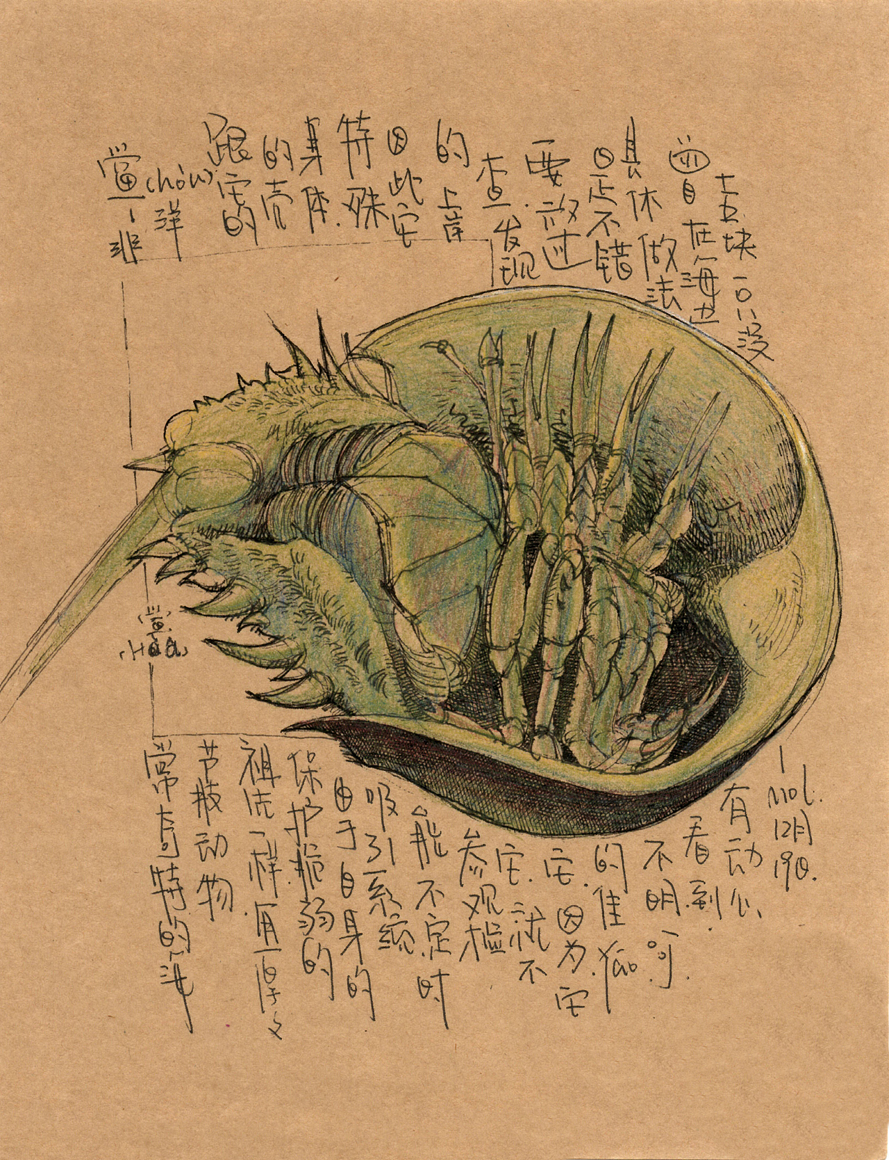 这个关于海鲜的插画手稿(一)