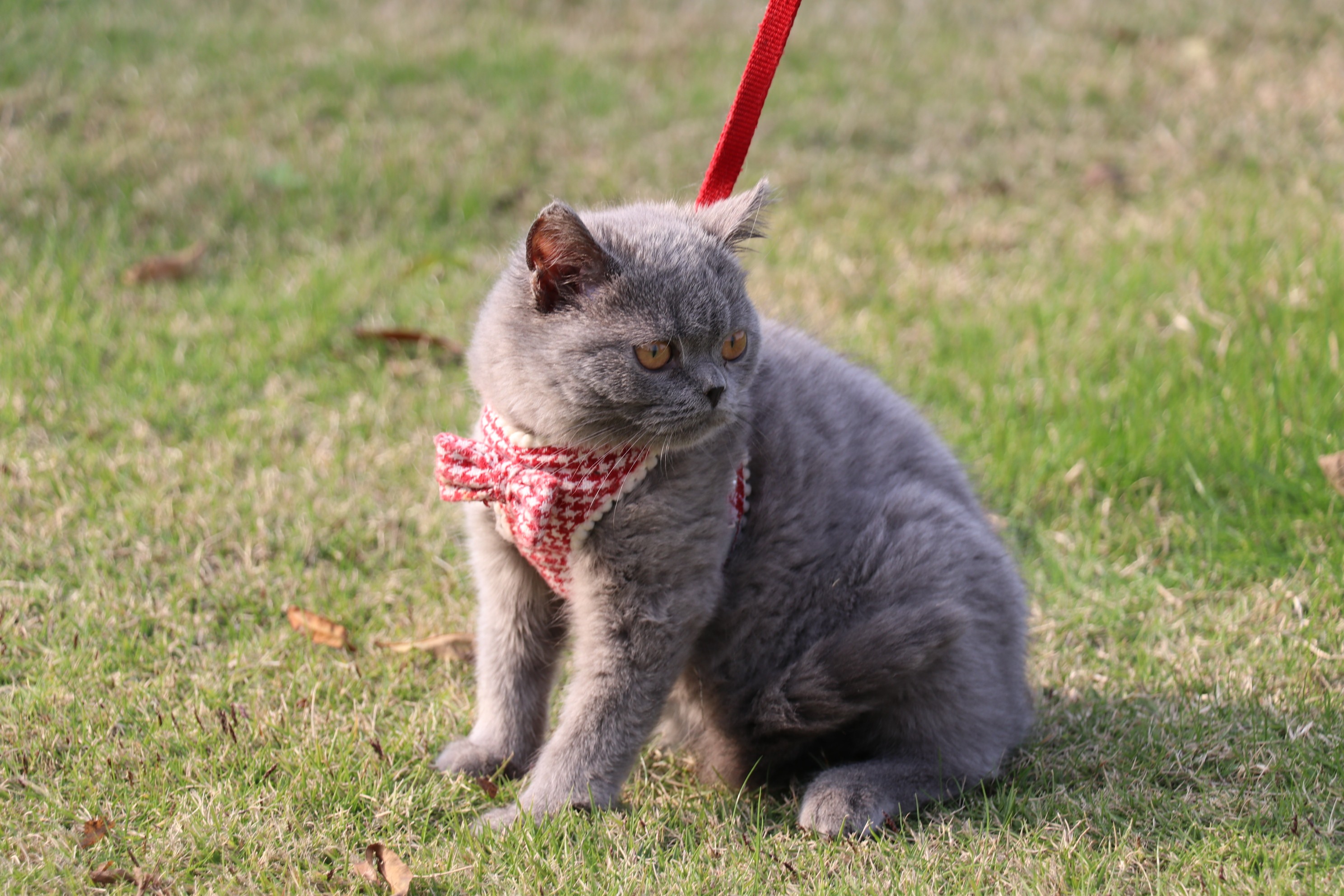 英短蓝猫双血统种公英国短毛猫