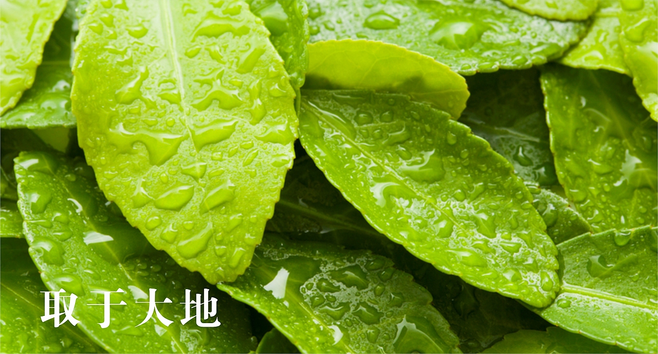 海吉恩标志设计