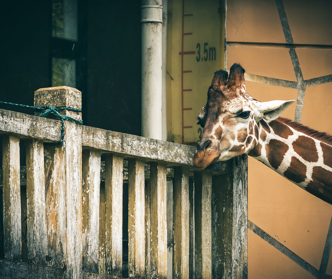 摄影动物篇（图ZMTQzNTAxMjAw） - 宠物摄影 - 站酷设计师Pingging原创素材 - 站酷ZCOOL