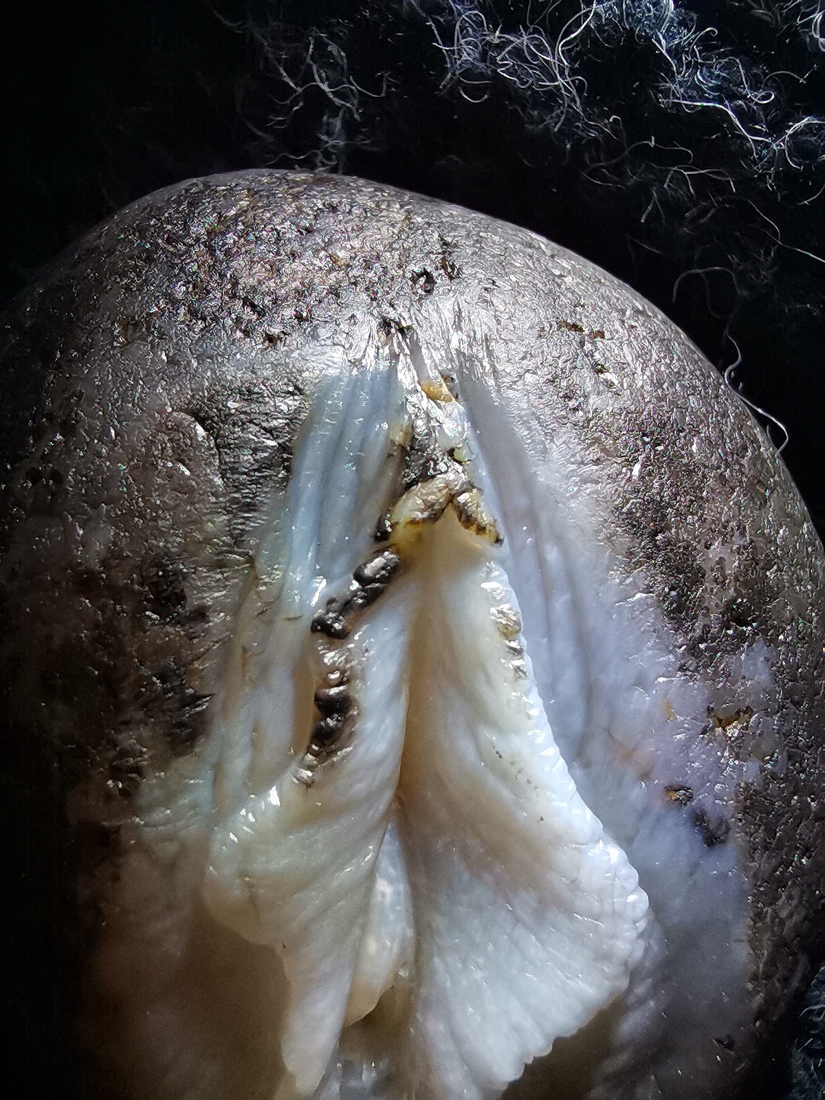 玛瑙生命之源女人花俏色巧雕写实玉雕设计象原玉雕作品