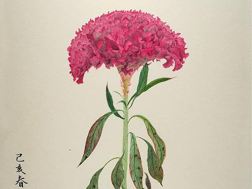雞冠花（個(gè)人主頁-ZMzk4NTQwMDA=） - 繪畫 - 站酷設(shè)計(jì)師天藍(lán)云越原創(chuàng)素材 - 站酷ZCOOL
