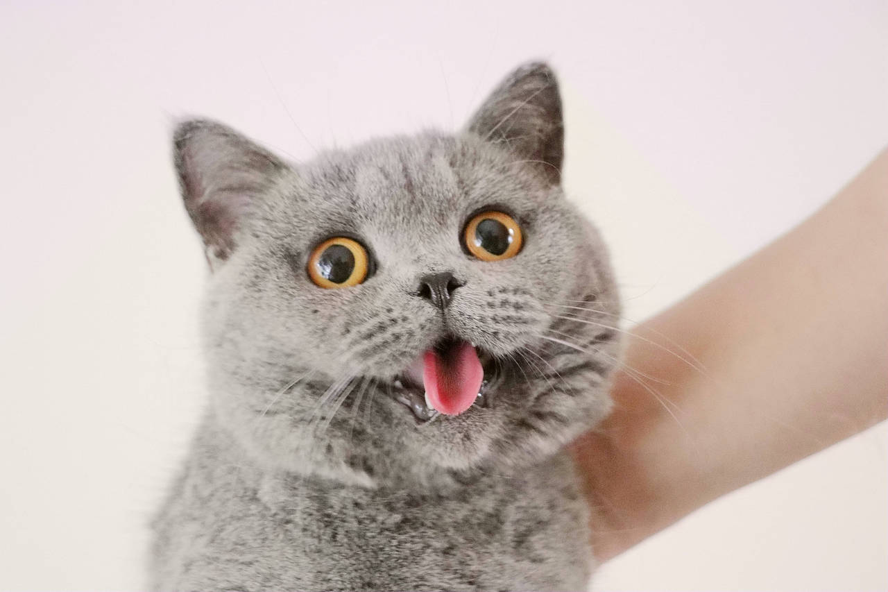 种猫-MM-纯蓝色-冬梅-英国短毛猫|沐米猫舍