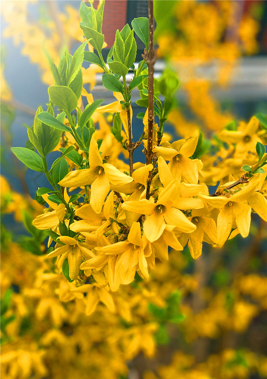 刘勇良手机纪实摄影:连翘花开