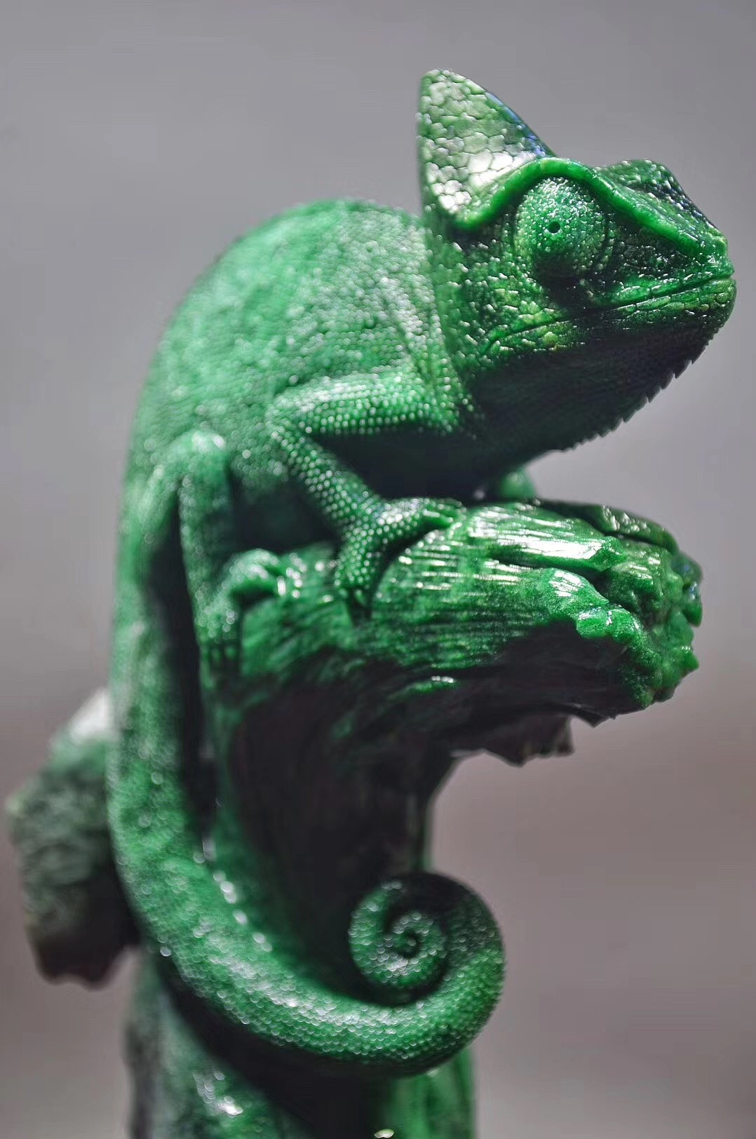 广绿玉高冠变色龙随手拍