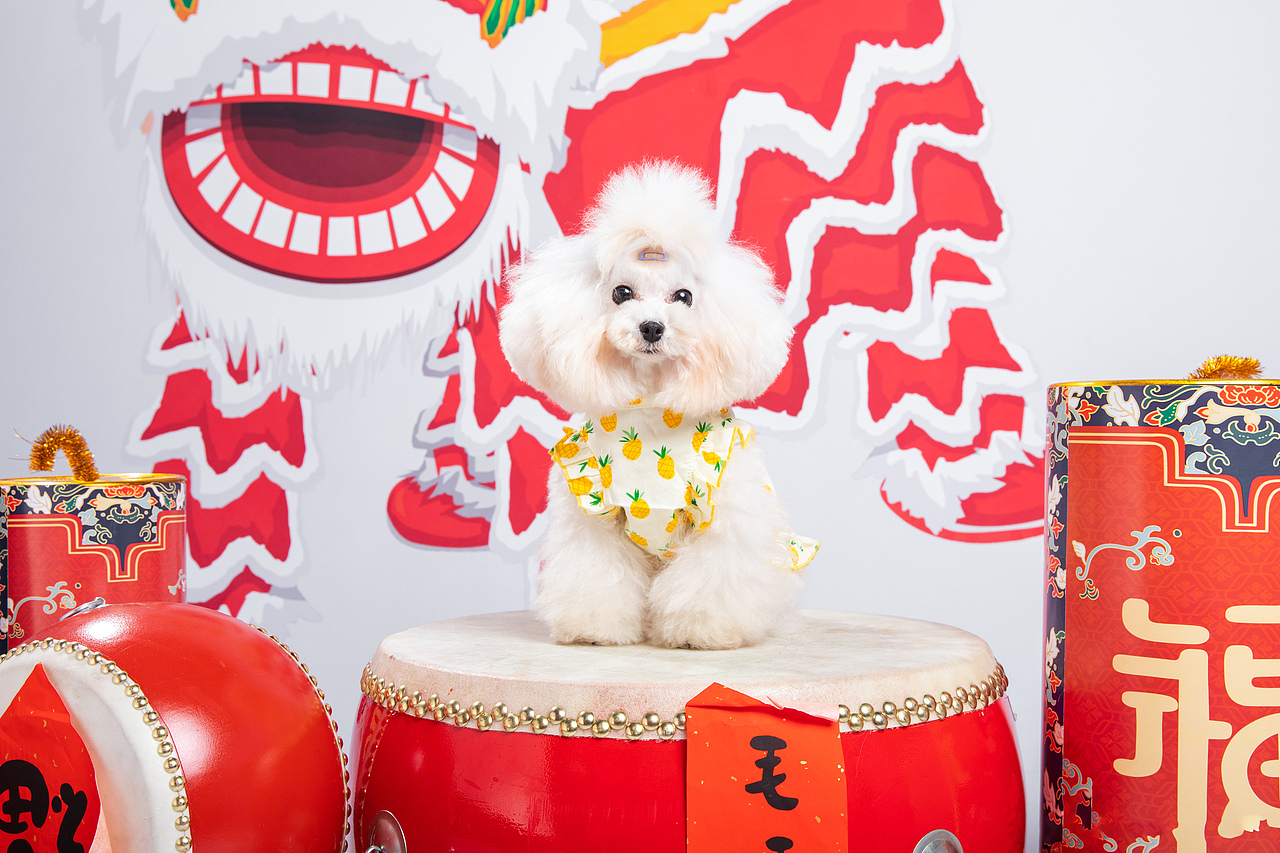 宠物摄影/宠物肖像/华南宠物展