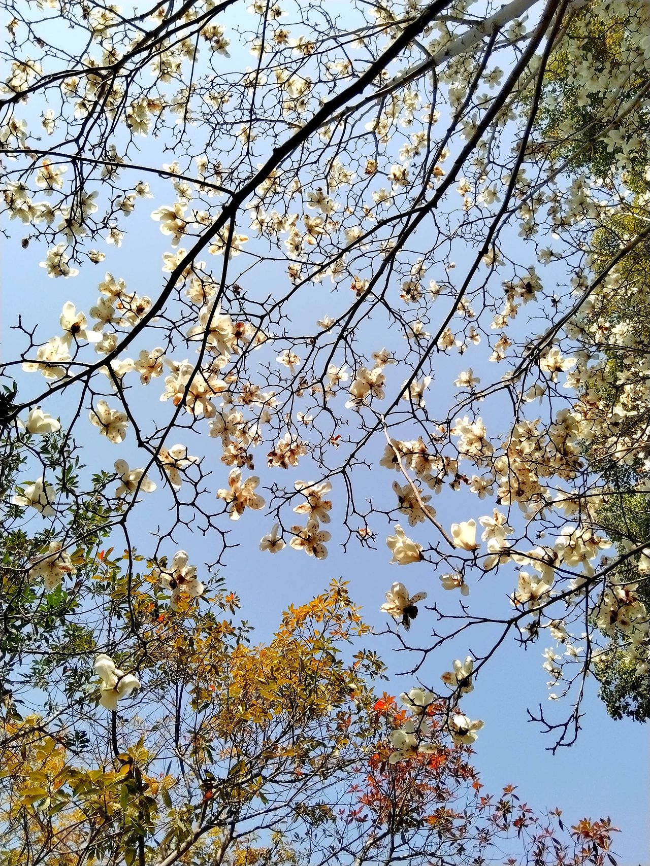 3月实拍！宝山.虎林园（图ZMzY0ODMzMzY4） - 风光摄影 - 站酷设计师东逛西摄原创素材 - 站酷ZCOOL