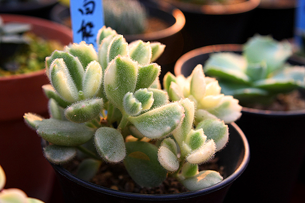 2014年潍坊多肉展-欣赏那些五彩缤纷的自然世界