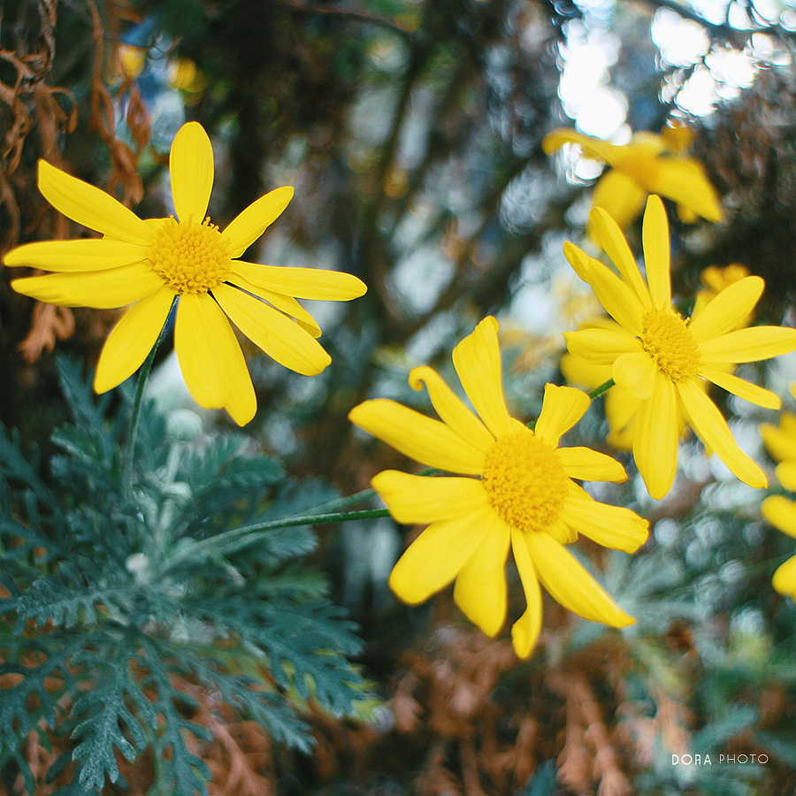 一场繁花（图ZMTI4NjA1NzUy） - 风光摄影 - 站酷设计师朵拉影像原创素材 - 站酷ZCOOL